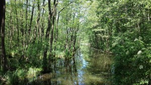 Bogdanka przed kolejnym Stawem Strzeszyńskim