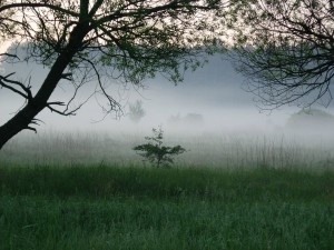 Mgła nad Piławą