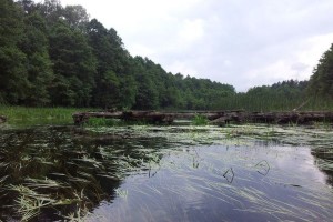 Przy ruinach drewnianego mostu czołgowego