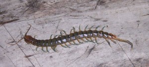 Scolopendra_morsitans foto by B. Navez