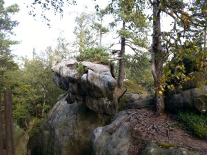 Symbioza skał i drzew